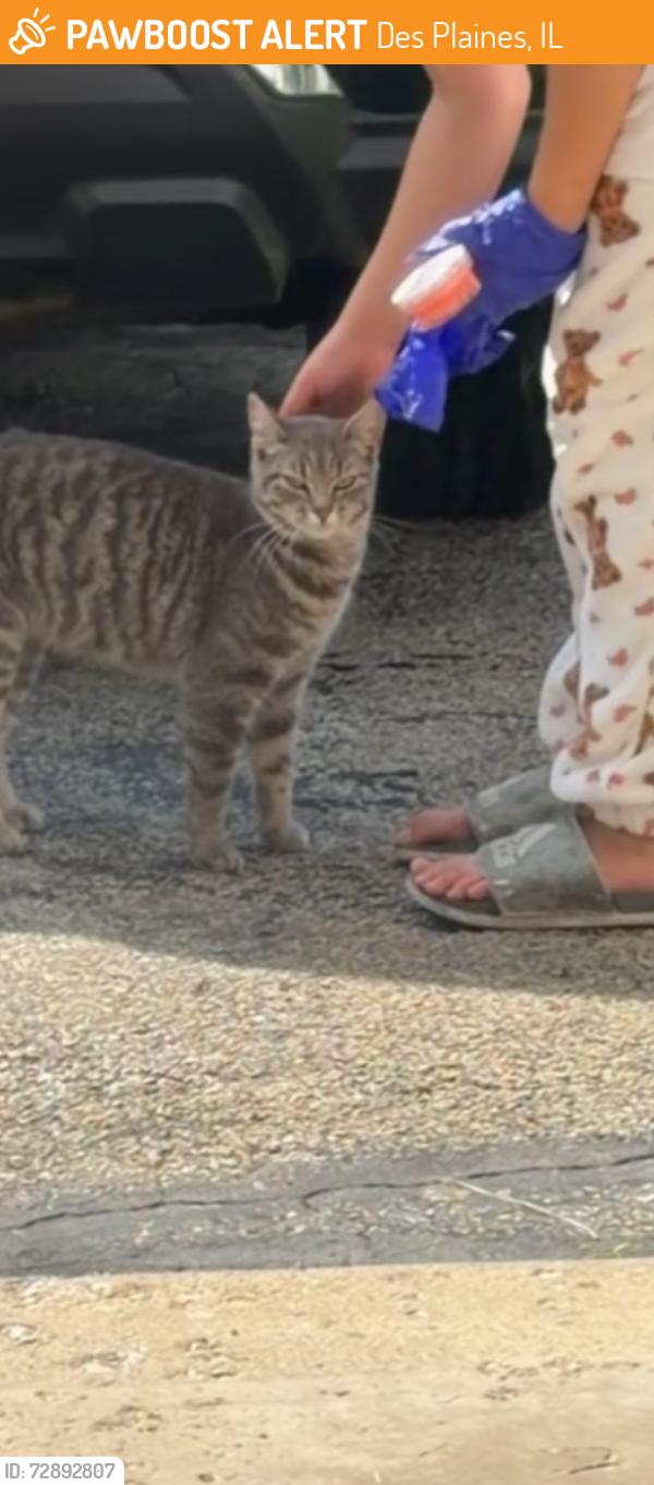Found/Stray Unknown Cat last seen Dee park, Des Plaines, IL 60016