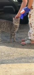 Found/Stray Unknown Cat last seen Dee park, Des Plaines, IL 60016