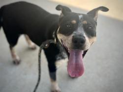 Shelter Stray Female Dog last seen CHARLOTTE, Charlotte, NC 28217