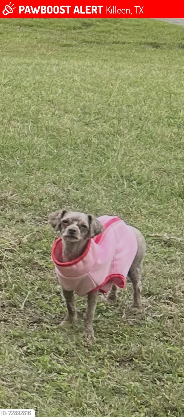 Lost Female Dog last seen Crystal drive Killeen Texas , Killeen, TX 76541