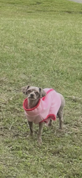 Lost Female Dog last seen Crystal drive Killeen Texas , Killeen, TX 76541