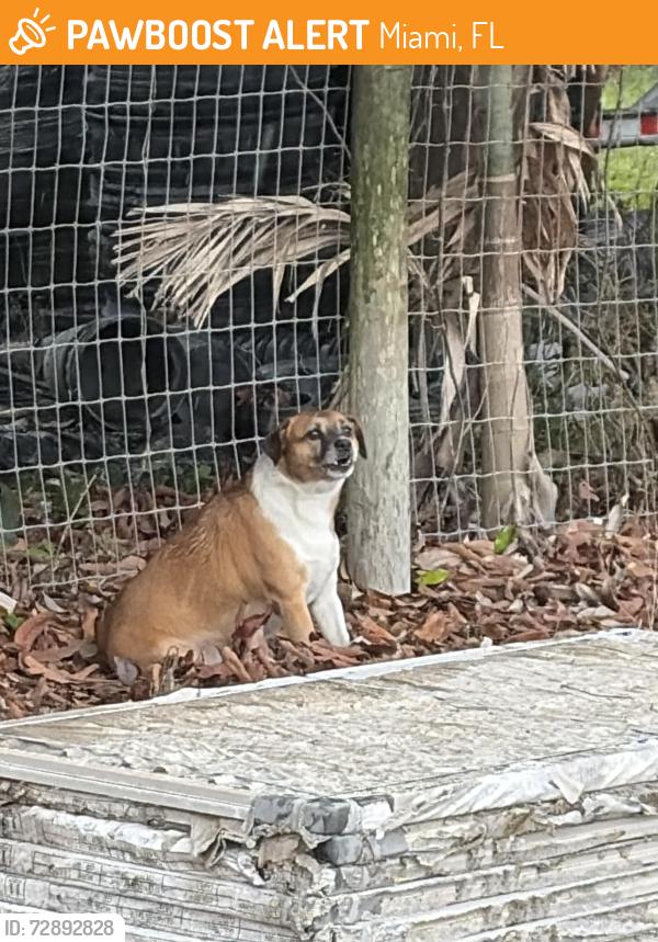 Found/Stray Unknown Dog last seen AAA Farms , Miami, FL 33187