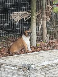 Found/Stray Unknown Dog last seen AAA Farms , Miami, FL 33187