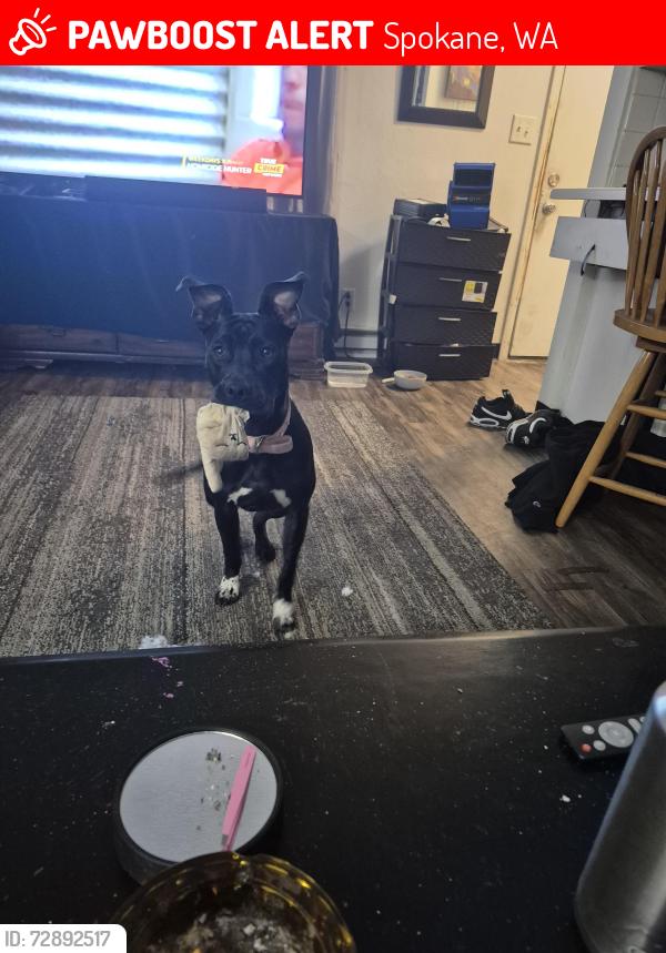 Lost Female Dog last seen Mission and division, Spokane, WA 99207