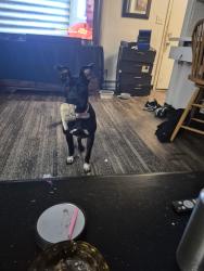 Lost Female Dog last seen Mission and division , Spokane, WA 99207