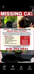 Lost Female Cat last seen Wormer Rd and Wedgewood Lane, Voorheesville, NY 12186