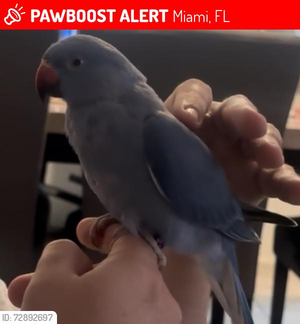 Lost Male Bird last seen North Miami, Miami, FL 33179