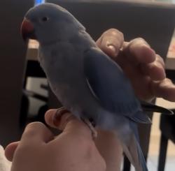 Lost Male Bird last seen North Miami, Miami, FL 33179