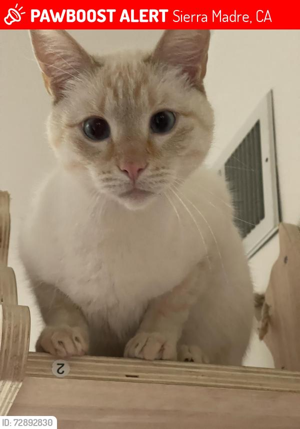 Lost Male Cat last seen N Canon Dr. /Theresa Lane/Los Rocas, Sierra Madre, CA 91024