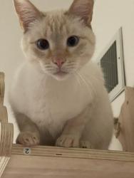 Lost Male Cat last seen N Canon Dr. /Theresa Lane/Los Rocas, Sierra Madre, CA 91024