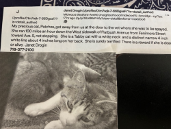 Lost Female Cat last seen Flatbush Ave and avenue S , Brooklyn, NY 11234