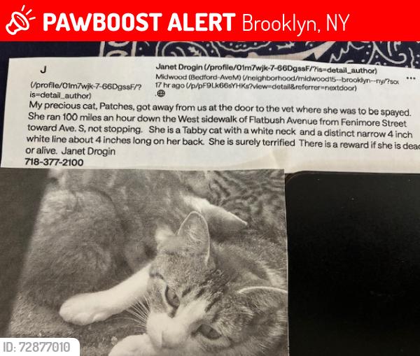 Lost Female Cat last seen Flatbush Ave and avenue S , Brooklyn, NY 11234