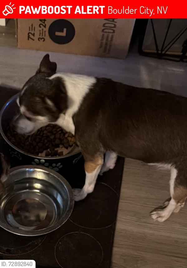 Lost Female Dog last seen Marina Dr, Boulder City, NV 89005