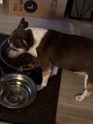 Lost Female Dog last seen Marina Dr, Boulder City, NV 89005