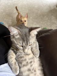 Found/Stray Male Cat last seen Burnet lane, Austin, TX 78757