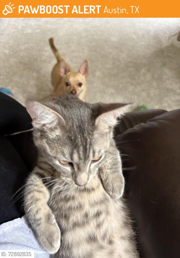 Found/Stray Male Cat last seen Burnet lane, Austin, TX 78757