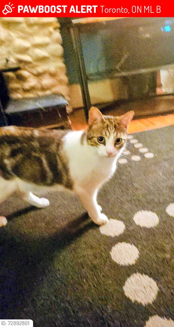 Lost Male Cat last seen Coxwell and Gerrard, Toronto, ON M4L 3B8