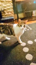 Lost Male Cat last seen Coxwell and Gerrard , Toronto, ON M4L 3B8