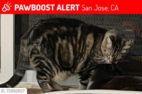 Lost Female Cat last seen Broadway Ave by Coe, San Jose, CA 95125