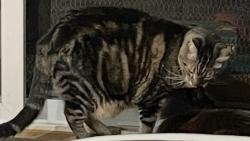 Lost Female Cat last seen Broadway Ave by Coe, San Jose, CA 95125