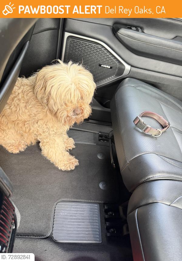Found/Stray Unknown Dog last seen Halfway down Carlton Dr, Del Rey Oaks, CA 93940