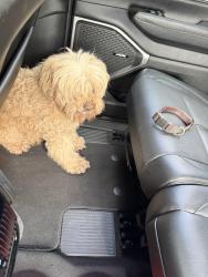 Found/Stray Unknown Dog last seen Halfway down Carlton Dr, Del Rey Oaks, CA 93940