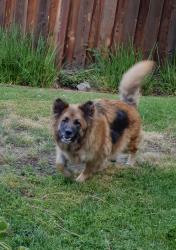 Found/Stray Female Dog last seen San Pablo Ct and Tallent Ave, San Jose, CA 95127