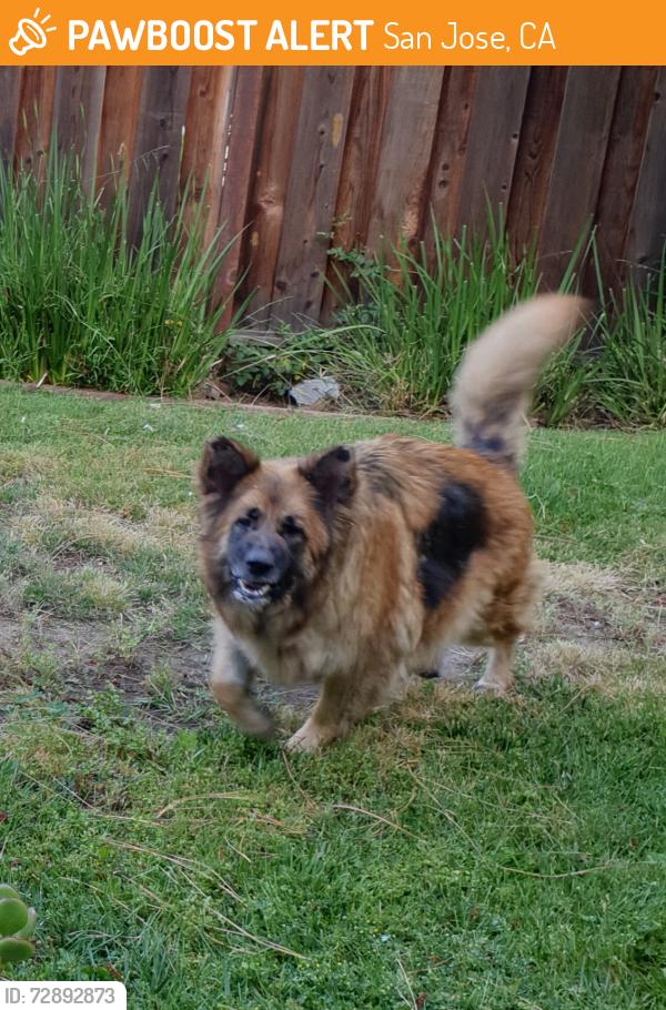 Found/Stray Female Dog last seen San Pablo Ct and Tallent Ave, San Jose, CA 95127
