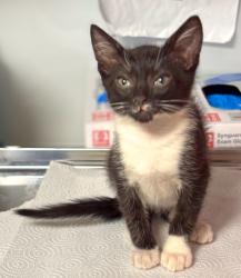 Shelter Stray Female Cat last seen E Calimyrna and N Spalding, Fresno Zone Fresno CO 2 93710, CA, Fresno, CA 93706
