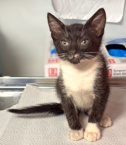 Shelter Stray Female Cat last seen E Calimyrna and N Spalding, Fresno Zone Fresno CO 2 93710, CA, Fresno, CA 93706