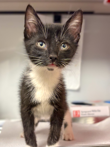 Shelter Stray Female Cat last seen E Calimyrna and N Spalding, Fresno Zone Fresno CO 2 93710, CA, Fresno, CA 93706