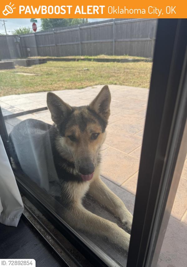 Found/Stray Male Dog last seen 63rd and lyrewood lane, Oklahoma City, OK 73132