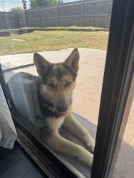 Found/Stray Male Dog last seen 63rd and lyrewood lane, Oklahoma City, OK 73132