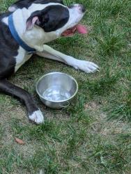 Found/Stray Male Dog last seen Holder and Nichols Farm, Durham, NC 27703