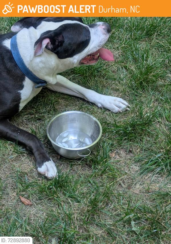 Found/Stray Male Dog last seen Holder and Nichols Farm, Durham, NC 27703