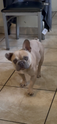 Found/Stray Male Dog last seen Ira Ave and Lubec St, Bell Gardens, CA 90201