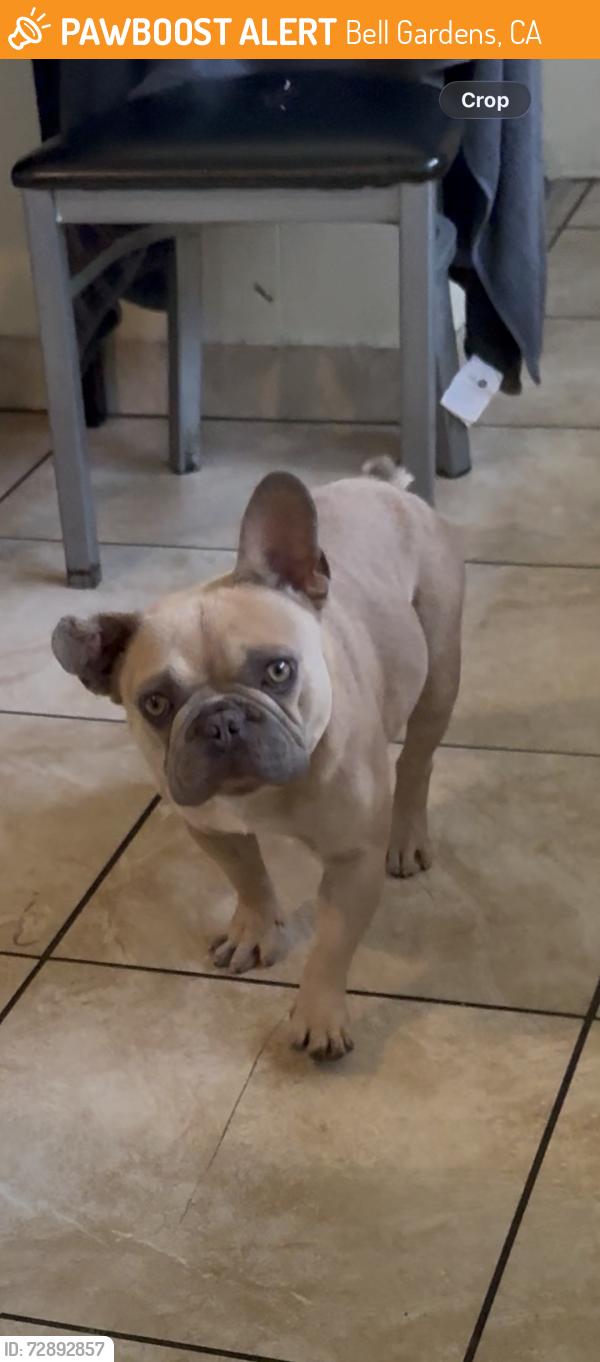 Found/Stray Male Dog last seen Ira Ave and Lubec St, Bell Gardens, CA 90201
