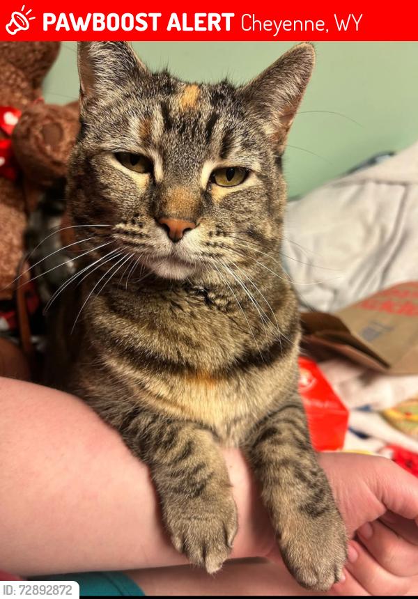 Lost Female Cat last seen hse ave , Cheyenne, WY 82006