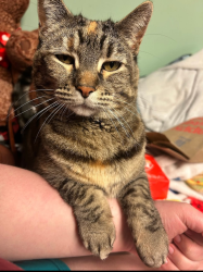Lost Female Cat last seen hse ave , Cheyenne, WY 82006