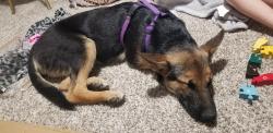 Found/Stray Female Dog last seen HWY 238 & Rio Bravo Rd, Pinal County, AZ 85139