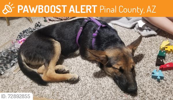 Found/Stray Female Dog last seen HWY 238 & Rio Bravo Rd, Pinal County, AZ 85139