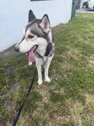 Found/Stray Male Dog last seen Near sw 197 ave , Miami-Dade County, FL 33030