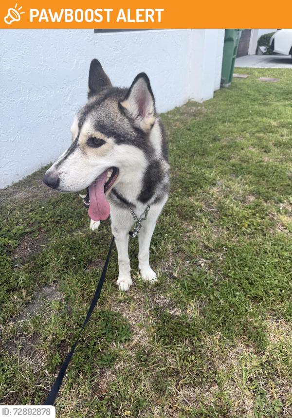 Found/Stray Male Dog last seen Near sw 197 ave , Miami-Dade County, FL 33030