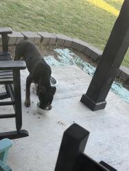 Found/Stray Male Dog last seen Autumn trail and pioneer lane , Harrah, OK 73045