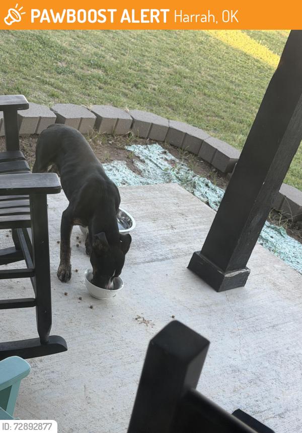 Found/Stray Male Dog last seen Autumn trail and pioneer lane , Harrah, OK 73045