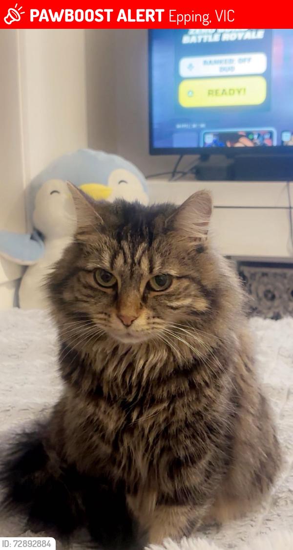 Lost Female Cat last seen Epping, Epping, VIC 3076