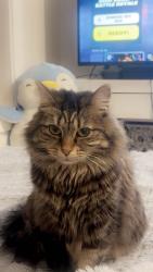 Lost Female Cat last seen Epping, Epping, VIC 3076