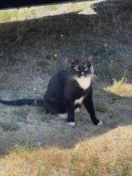 Lost Male Cat last seen 114th LN SW and Waddell Creek Rd , Olympia, WA 98512
