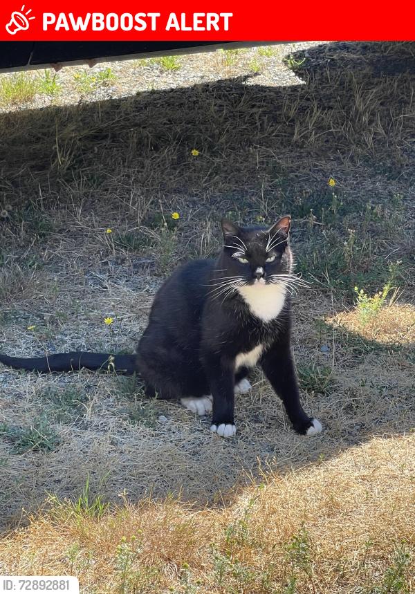 Lost Male Cat last seen 114th LN SW and Waddell Creek Rd , Olympia, WA 98512
