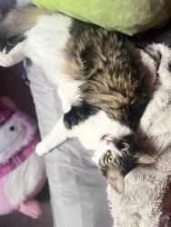 Lost Female Cat last seen Skyview apmts, Denver, CO 80234